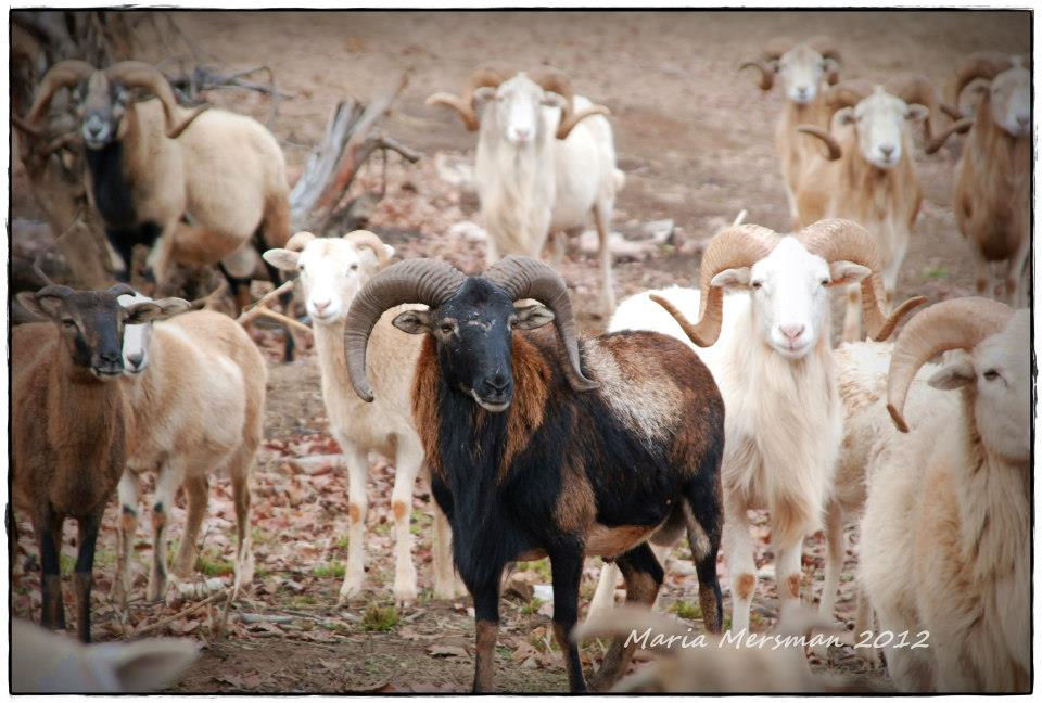 Sheep, Goats & More!