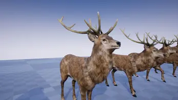 Deer