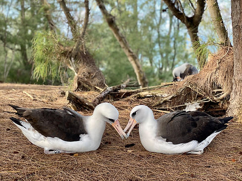 albatross_kisses.jpg