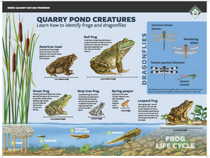 Essex Quarry Nature Preserve Frog Interpretive Sign