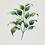 Miniatura: Ficus Benjamina