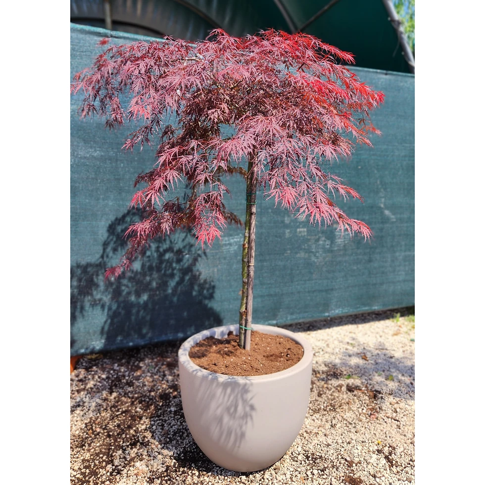 Miniatura: Acer Japonicum Dissectum vaso 24