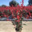 Miniatura: Photinia Red Robin vaso 24
