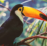 TUCAN