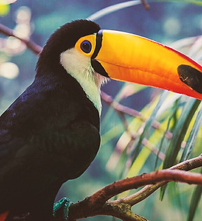Toucan in Jungle