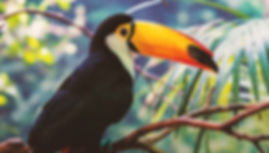 Tucan