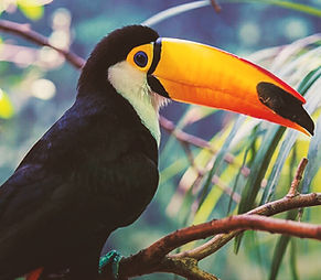 Tucan