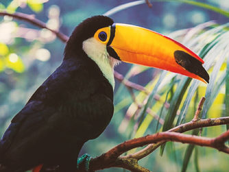 Make a change! Raise $5,900 for the Curu National Wildlife Refuge in Costa Rica