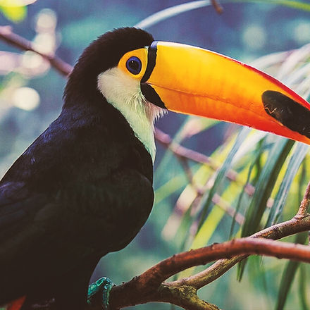Tucan
