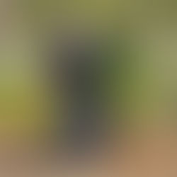 Raúl Pérez: The Adventurer Among Old Vines