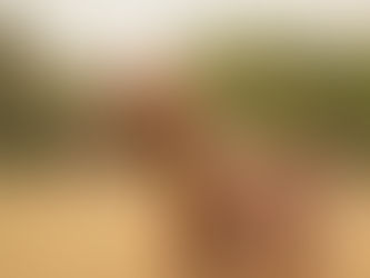 Cheval, mon beau miroir