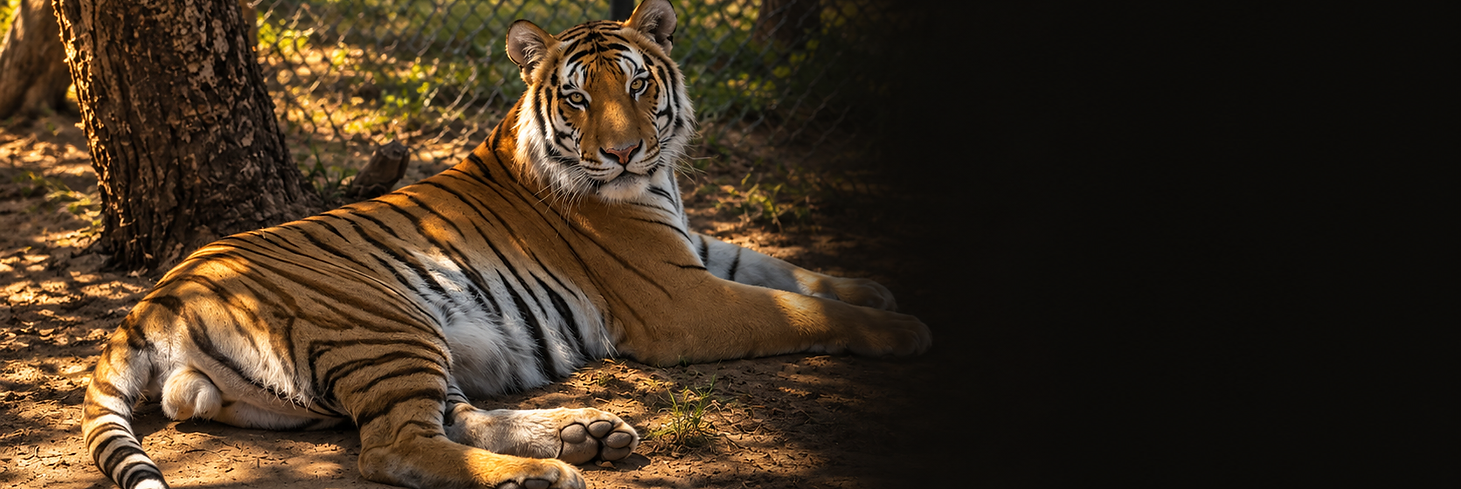 Tiger at room.png