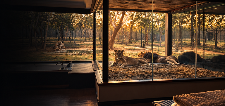 Cinematic Lion.png