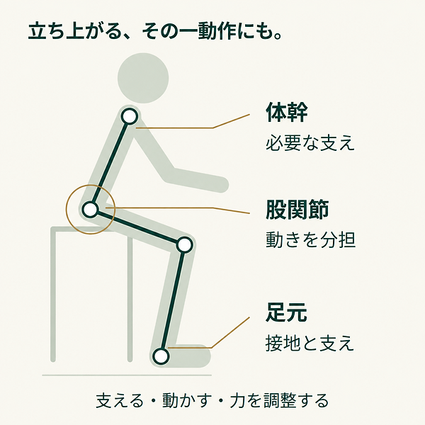 立ち上がりを考える概念図。動作に応じた分担を評価します。