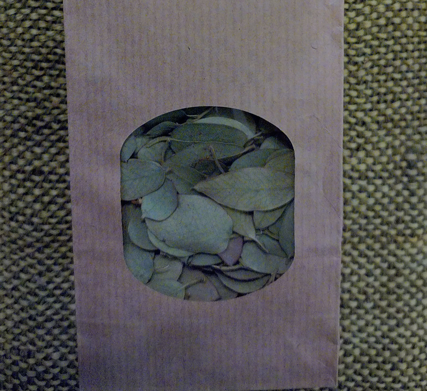 Feuilles d'Eucalyptus séchées