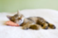 AdobeStock_44115370.jpeg