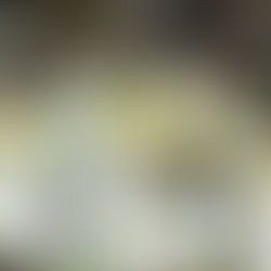 Kalidou KOULIBALY devient le nouveau propriétaire du club CS Sedan Ardennes.