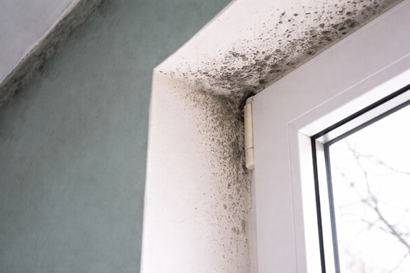 How Mold Remediation Improves Indoor Air Quality