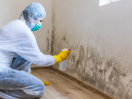 How Professional Mold Remediation Supports Better Indoor Air Quality