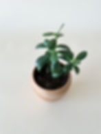 Thumbnail: Jade Plant in Terracotta Pot