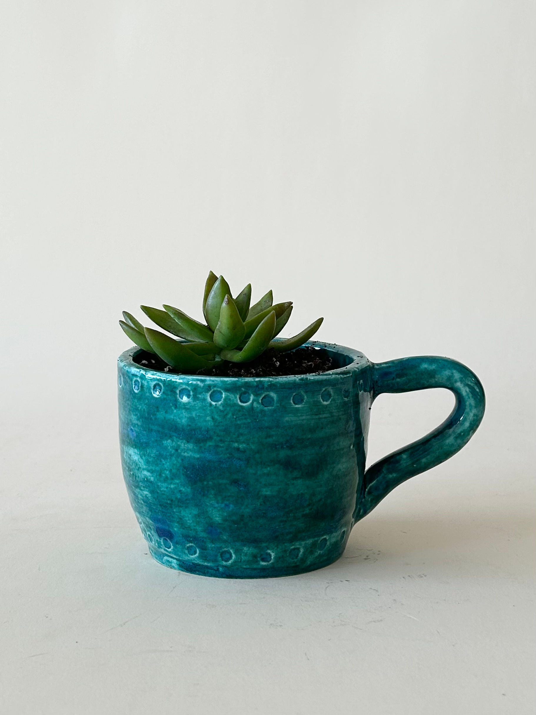 Succulent in Handmade Ceramic Mug