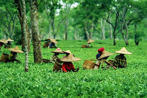 assam.jpeg