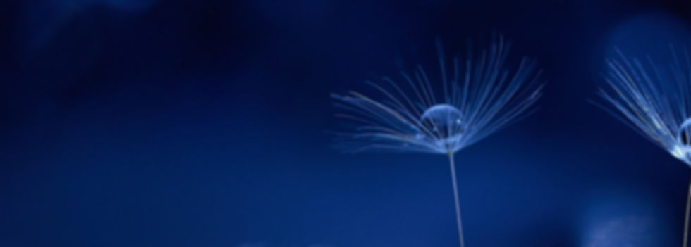 macro-g6c3c6d427_1920.jpg