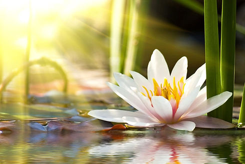 fiorediloto_cover_samaradocet_036602440_6624_2x.jpeg