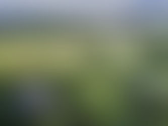 Texas Ranch Buying Guide: Tips for Purchasing a Ranch in Texas