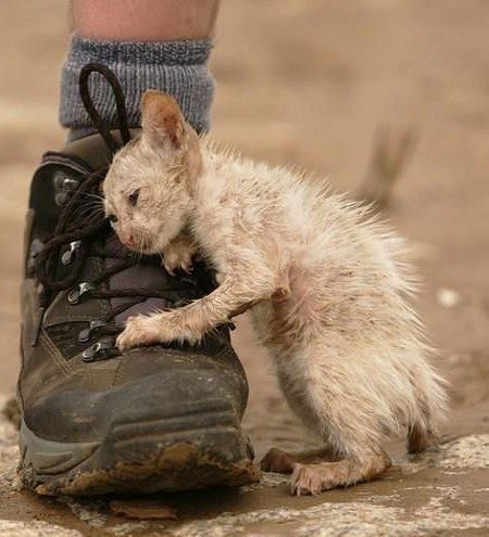 Stop al Maltrato Animal