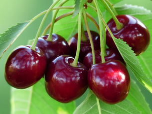 Le Temps des Cerises