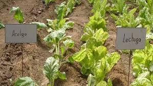 huerta para balcones