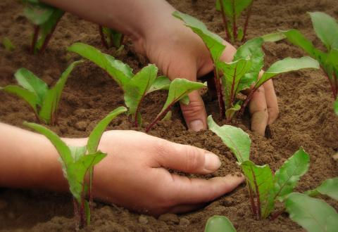 plantines para huerta