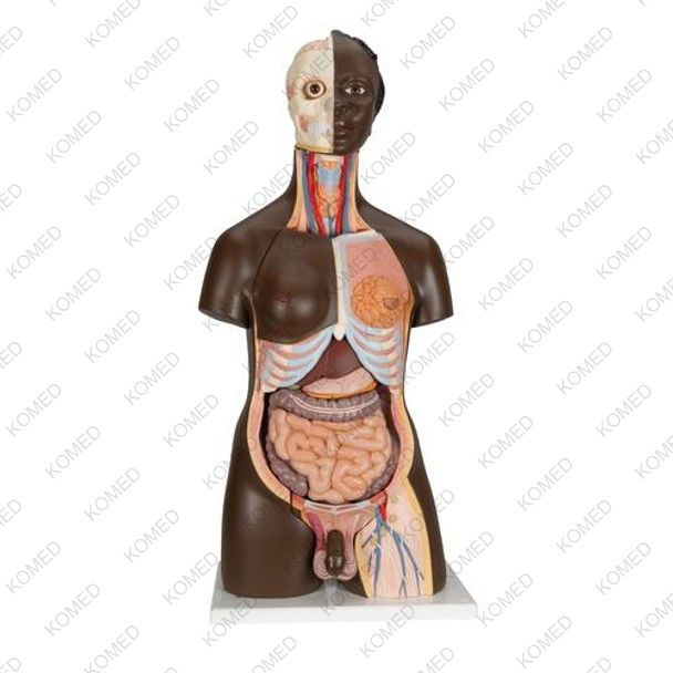 Deluxe African Dual Sex Torso Anatomy Model