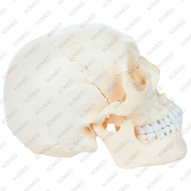 Thumbnail: 22 Part Osteopathic Natural Bone Human Skull