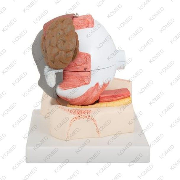 Thumbnail: 5 Times Full-Size Human Eye Anatomy Model (8 Parts)