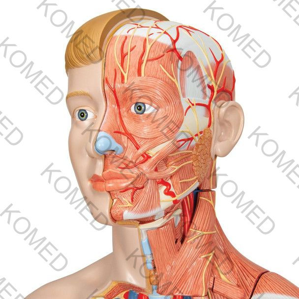 Thumbnail: komed Life-Size Dual Sex Human Anatomy Figure