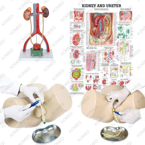 Dual Sex Catheter Trainer and Urinary System Kit