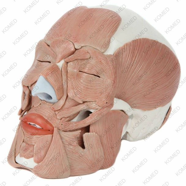 Life-Size Human Skull with Removable Muscles Anatomy Model