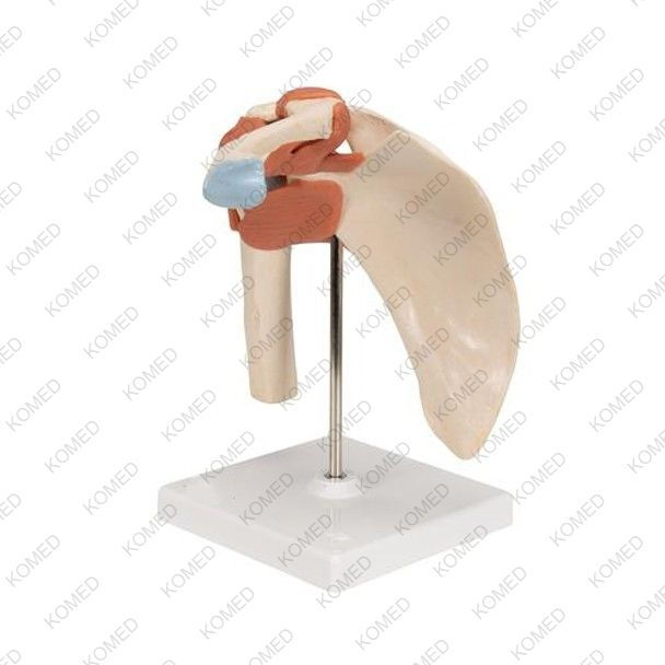 Thumbnail: Deluxe Functional Shoulder Joint Anatomy Model