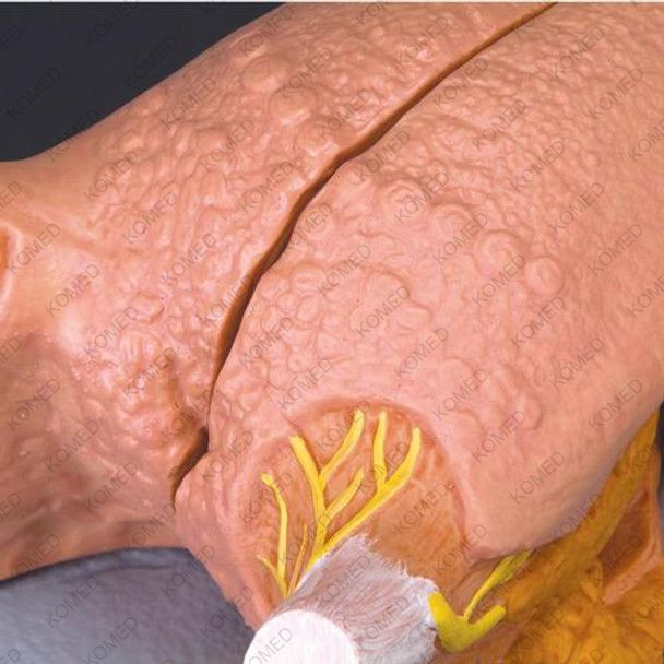 Tongue Anatomy Model Set