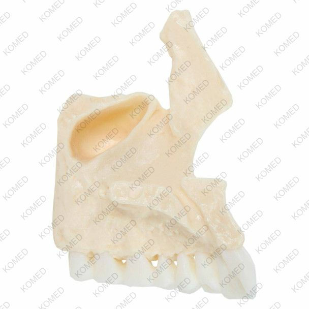 Thumbnail: Life-Size 22-Part Disarticulated Human Skull Anatomy Model