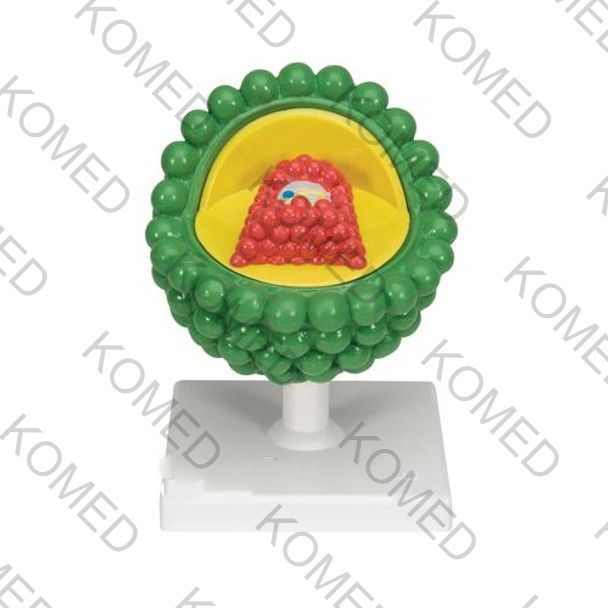 HIV Virus Model