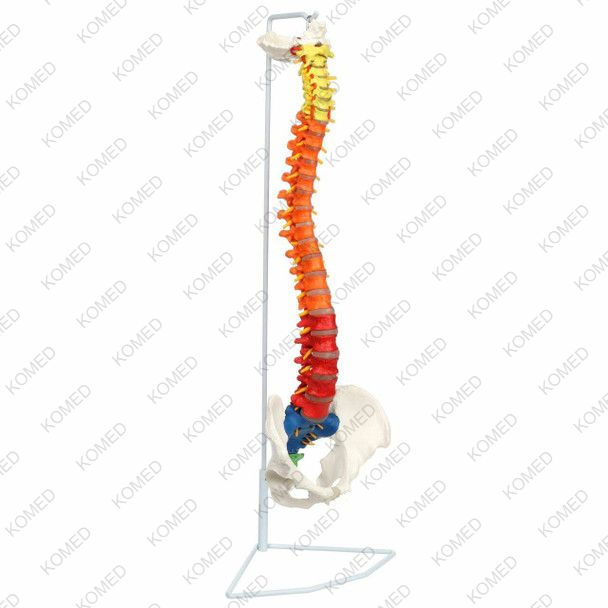 Thumbnail: Didactic Premium Flexible Vertebral Column