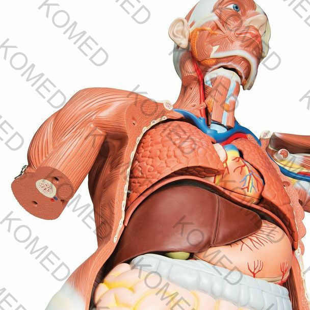 Thumbnail: Male Muscular Figure Anatomy Model