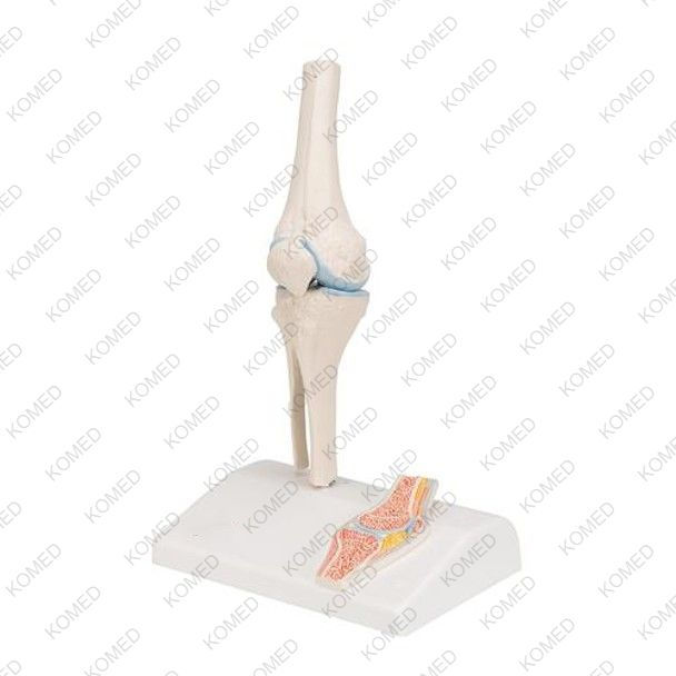Thumbnail: Mini Knee Joint Anatomy Model