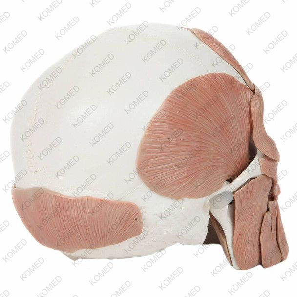 Thumbnail: Life-Size Human Skull with Removable Muscles Anatomy Model