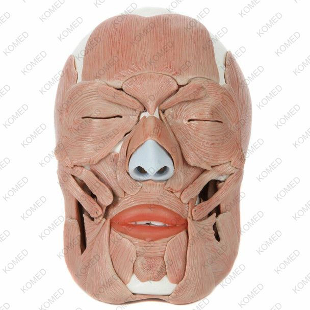 Thumbnail: Life-Size Human Skull with Removable Muscles Anatomy Model