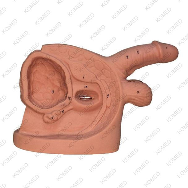 Komed Male Internal & External Genital Organ Model