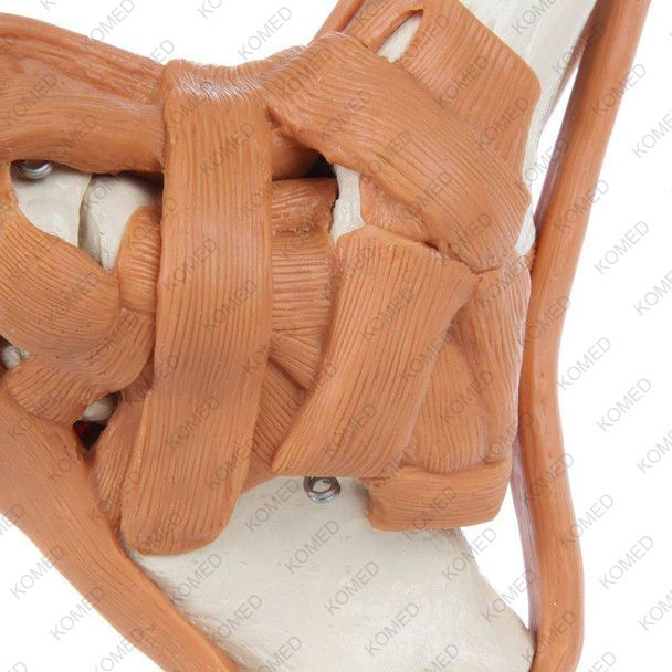 Thumbnail: Komed  Premium Foot Skeleton with Ligaments